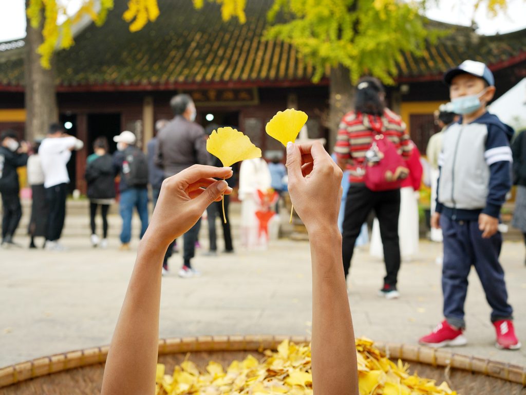社校共育 永利师生点亮定慧寺巷银杏节
