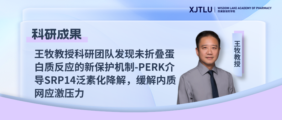 王牧教授科研团队发现未折叠蛋白质反应的新保护机制-PERK介导SRP14泛素化降解,缓解内质网应激压力