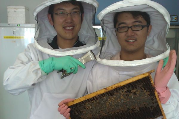 永利科研团队发现蜜蜂种群死亡治疗方法