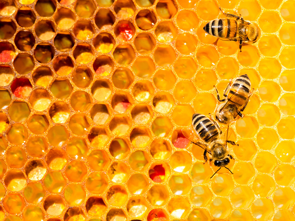 永利2020届国际毕业生的下一站：昆虫研究之旅